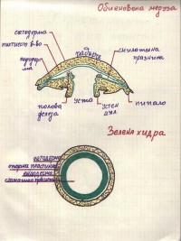 Тетрадки по зоология, 1975/76 г. - снимка 7